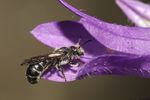 Chelostoma rapunculi